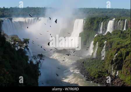 Aggregation/Herden von Schwarzen Geier (Coragyps atratus) Kreisen auf morgen Thermik bilden über Iguasu Wasserfälle, auf den Iguasu Fluss, Brasilien/Argentinien Grenze. Von der brasilianischen Seite der Fälle fotografiert. Bundesstaat Parana, Brasilien. September 2012 Stockfoto