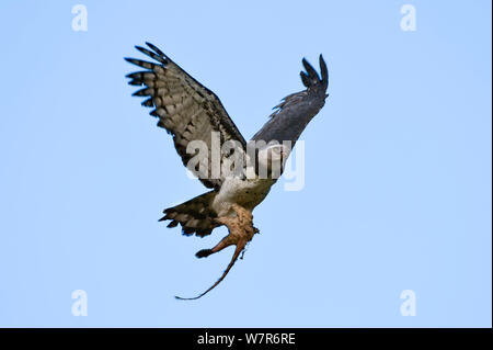 Weibliche Harpyie (Harpia harpyja) mit Beute, wahrscheinlich eine enthäutete halb gegessen Nasenbär (Nasua nasua) zurück in sein Nest. Pousada Currupira d'Aras, South West Brasilien. Stockfoto