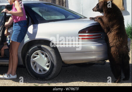 Kinder amerikanischer Schwarzbär (Ursus americanus), braun Phase und steht aufrecht und lehnte sich auf ein Auto, Denver, Colorado, USA, Juli. Stockfoto