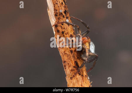 Wasser Spinne (Argyroneta Aquatica) mit Luftblase, Europa, Juli, kontrollierten Bedingungen. Stockfoto