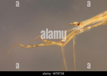 Nadel bug Nymphe (Ranatra linearis) Kopf und Bein raptorial Detail, Europa, Juli, kontrollierten Bedingungen. Stockfoto