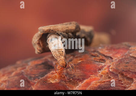 Caddisfly Larve (Trichoptera), Klettern an der versunkenen Wald, Europa, Juli, kontrollierten Bedingungen. Stockfoto