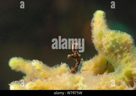 Nicht-biting midge Larven (Chironomidae) im Tierheim Süßwasser-Schwamm befestigt (Spongilla lacustris) Europa, August, kontrollierten Bedingungen. Stockfoto