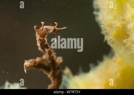 Nicht-biting midge Larven (Chironomidae) im Tierheim Süßwasser-Schwamm befestigt (Spongilla lacustris) Europa, August, kontrollierten Bedingungen. Stockfoto