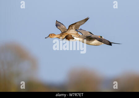 Northern Pintail (Anas acuta) Männlichen und Weiblichen im Flug, Gloucestershire, England Stockfoto