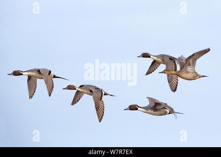 Northern Pintails (Anas acuta) Männer und Frauen im Flug, Gloucestershire, England Stockfoto