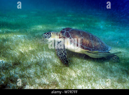 Grüne Meeresschildkröte (Chelonia mydas) Schwimmen über Seegras, Akumal, Mexiko Stockfoto