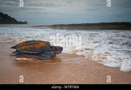 Lederschildkröte (dermochelys Coriacea) Rückkehr zum Meer nach der Eiablage, Cayenne, Französisch-Guayana Stockfoto