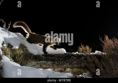 Baummarder (Martes martes) zu Fuß auf schneebedeckten anmelden, Black Isle, Schottland, Großbritannien. März 2013. Durch die Kamera trap fotografiert. Stockfoto