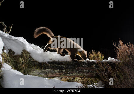 Baummarder (Martes martes) zu Fuß auf schneebedeckten anmelden, Black Isle, Schottland, Großbritannien. März 2013. Durch die Kamera trap fotografiert. Stockfoto