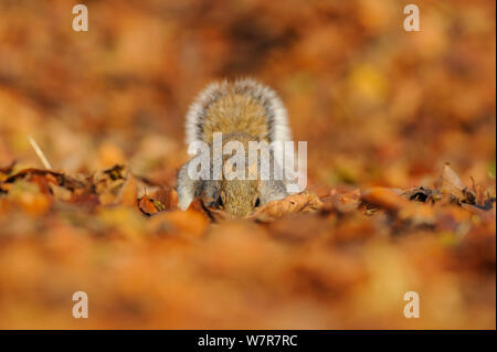 Graue Eichhörnchen (Sciurus carolinensis) auf der Suche nach Nahrung unter Herbstlaub, Kent, UK. November 2012 Stockfoto