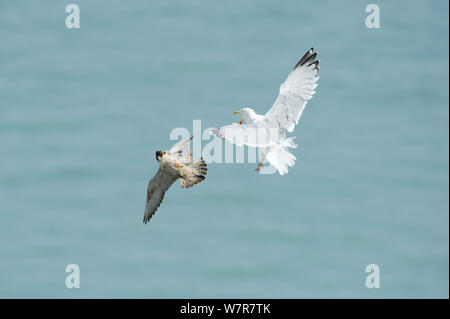 Wanderfalke (FALCO PEREGRINUS) und Silbermöwe (Larus argentatus) kämpfen, mitten in der Luft, in der Nähe der weißen Klippen von Dover, Mai 2012 Stockfoto