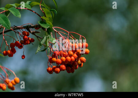 Detaillierte Nahaufnahme von orange Eberesche (Sorbus) Beeren mit einem verschwommenen bokeh Hintergrund Stockfoto