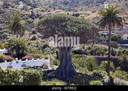 Alte Drachenbaum (Dracaena Draco), genannt El Drago Milenario, Icod de los Vinos, Teneriffa, Kanarische Inseln, Spanien, März 2012. Stockfoto