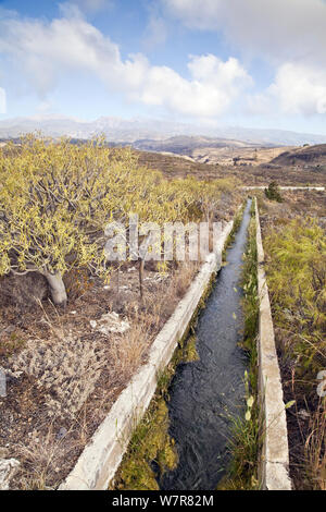 Canal de Sur, Teneriffa, Kanarische Inseln, Spanien, April 2012. Stockfoto