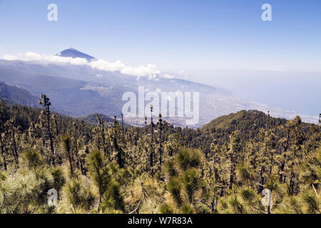 Blick auf den Mount Teide mit Kanarische Kiefer (Pinus canariensis) Wald im Vordergrund, vom Mirador Chimaque, Nationalpark Teide, Teneriffa, Kanarische Inseln, Spanien, April 2012 gesehen. Stockfoto