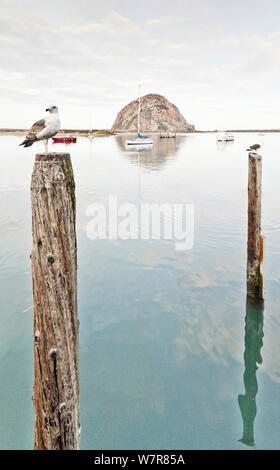 Erwachsenen und Jugendlichen Western Möwe (Larus occidentalis) auf Beiträge, die mit den Morro Felsen im Hintergrund, Morro Bay, Kalifornien, USA, Dezember 2012. Stockfoto