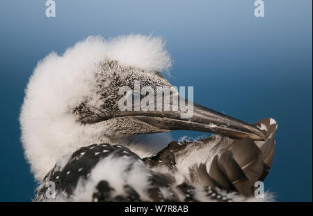 Gannett (Morus bassanus) Kichererbsen putzen. Shetlandinseln, Schottland, UK, August. Stockfoto