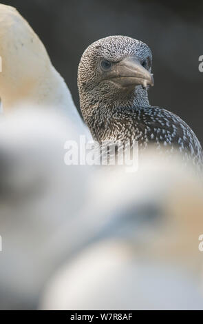 Gannett (Morus bassanus) vollwertige Küken unter Erwachsenen. Shetlandinseln, Schottland, UK, August. Stockfoto