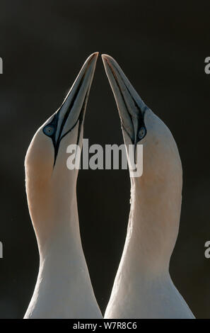 Gannett (Morus bassanus) Zuchtpaar während eines Teils ihrer aufwendigen courtship Ritual. Saltee Inseln, Republik Irland, Mai. Stockfoto