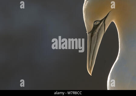 Gannett (Morus bassanus) Porträt mit Hintergrundbeleuchtung am Abend Licht. Shetland Inseln, Schottland, UK, September. Stockfoto