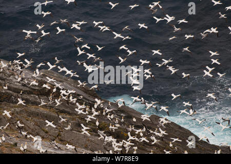 Gannett (Morus bassanus) Herde im Flug von einer kleinen, nicht-Zucht Insel Roost. Shetlandinseln, Schottland, UK, September Stockfoto