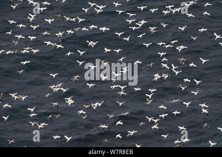 Gannett (Morus bassanus) Herde im Flug, Shetlandinseln, Schottland, UK, September Stockfoto