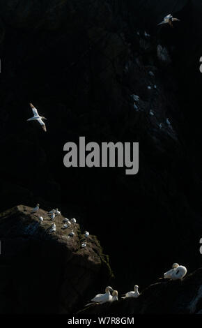 Gannett (Morus bassanus) im Flug über gannet Kolonie von morgen Licht, Shetlandinseln, Schottland, UK, August Stockfoto