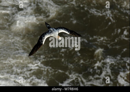 Gannett (Morus bassanus) Sub-Erwachsenen fliegen tief über eine stürmische See. Bempton Cliffs, East Yorkshire, UK, April Stockfoto