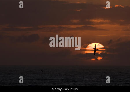 Gannett (Morus bassanus) im Flug gegen die untergehende Sonne Silhouette ist. Shetlandinseln, Schottland, UK, August. Stockfoto