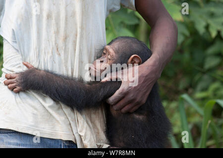 Eine verwaiste Kinder Schimpanse (Pan troglodytes) mit seinem Keeper auf eine Rehabilitation Insel im unteren Sanaga Fluss, Kamerun, Mai 2010. Stockfoto