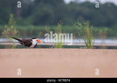 African Skimmer (Rynchops flavirostris) auf einer Sandbank am unteren Sanaga Fluss, Kamerun, Mai 2010 Stockfoto