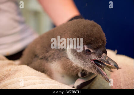 Afrikanische Pinguin (Spheniscus demersus) Küken, Essen ganze Fische, Teil der Küken Stärkung Projekt, der Südafrikanischen Stiftung für die Erhaltung der Küstenvögel (SANCCOB), Südafrika. Captive, Mai 2012 Stockfoto