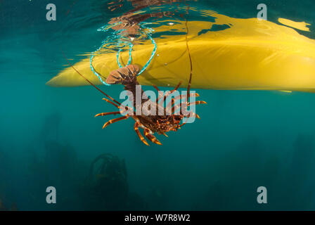 Die Freizeitfischerei in einem Kajak für West Coast Rock Lobster (Jasus lalandii) Kommetjie, Western Cape, Südafrika Stockfoto