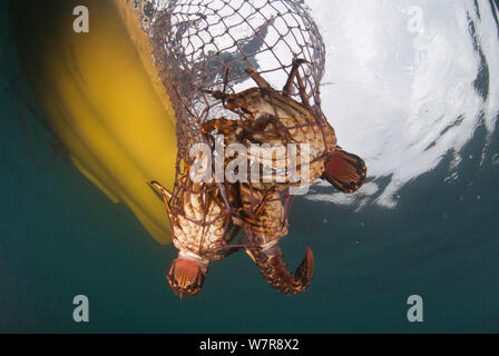 Ein Hoop net mit West Coast Rock Lobster (Jasus lalandii) in Sea Kayak gezogen wird für die Sportfischerei. Kommetjie, Western Cape, Südafrika Stockfoto