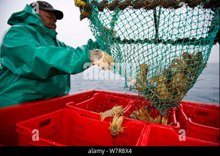 Angeln für West Coast Rock Lobster (Jasus lalandii). Crew der James Archer (Oceana Fischerei) fisherman Hummer aus der Falle, in Kartons. in Saldanha Bay und St. Helena Bay, Western Cape, Südafrika. Stockfoto