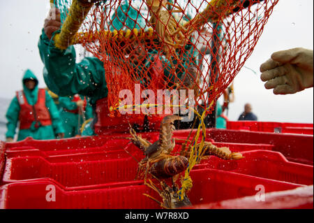 Angeln für West Coast Rock Lobster (Jasus lalandii) an Bord der James Archer (Oceana Fischerei. Crew Mitglied releases Hummer aus der Falle, in Boxen in Saldanha Bay und St. Helena Bay, Western Cape, Südafrika. Stockfoto