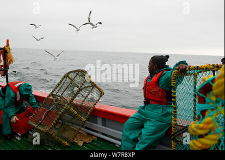 Angeln für West Coast Rock Lobster (Jasus lalandii) an Bord der James Archer (Oceana Fischerei), Angler sitzen auf Seite beobachten Möwen, Saldanha Bay und St. Helena Bay, Western Cape, Südafrika. Stockfoto