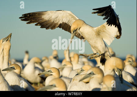 Kaptölpel (Morus capensis) Landung in Kolonie, Bird Island Nature Reserve, Lambert's Bay, Westküste, Südafrika. Stockfoto