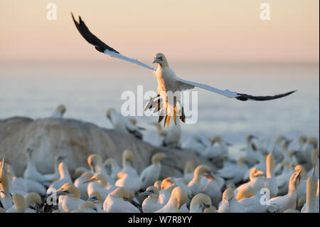 Kaptölpel (Morus capensis) Landung in der Kolonie bei Dämmerung, Bird Island Nature Reserve, Lambert's Bay, Westküste, Südafrika. Stockfoto