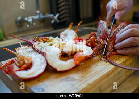 West Coast Rock Lobster (Jasus lalandii), die von Hand durch freie Taucher oder Schnorchler in Pringle Bay gefangen früher am Tag werden vorbereitet und zurück am Haus der Taucher gekocht. Betty's Bay, Western Cape, Südafrika. Stockfoto