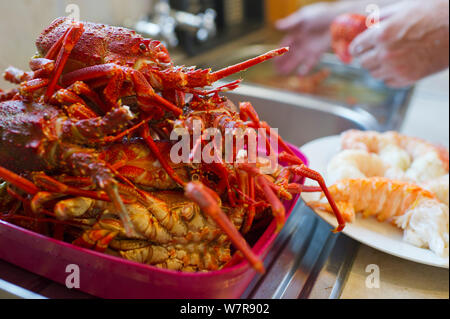 West Coast Rock Lobster (Jasus lalandii), die von Hand durch freie Taucher oder Schnorchler in Pringle Bay gefangen früher am Tag werden vorbereitet und im Haus die Taucher" zubereitet. Betty's Bay, Western Cape, Südafrika. Stockfoto