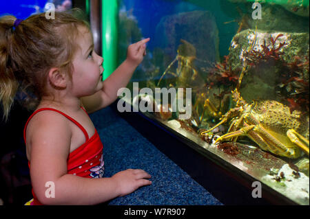 Junge Mädchen an der West Coast Rock Lobster (Jasus lalandii) im Aquarium. Two Oceans Aquarium, V & A Waterfront, Cape Town, Südafrika. Stockfoto