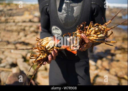 West Coast Rock Lobster (Jasus lalandii), der von freediverin, Kommetjie, Südafrika. Stockfoto