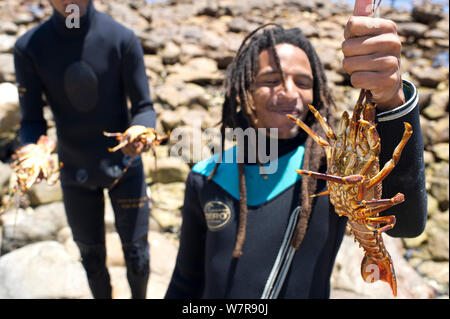 Freediverin mit West Coast Rock Lobster (Jasus lalandii) fangen, Südafrika Stockfoto