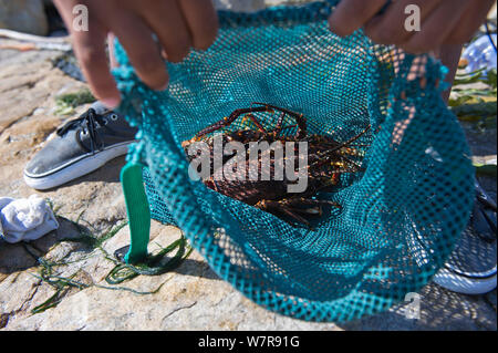 West Coast Rock Lobster (Jasus lalandii), der von frei-Taucher, Südafrika. Stockfoto