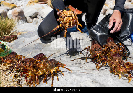 West Coast Rock Lobster (Jasus lalandii), der von freediverin, Kommetjie, Südafrika. Stockfoto