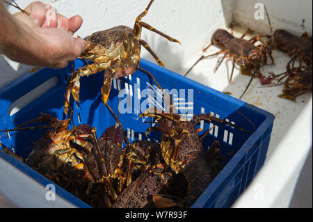 West Coast Rock Lobster (Jasus lalandii) gefangen durch freie Taucher im Korb Kommetjie, Südafrika. Stockfoto