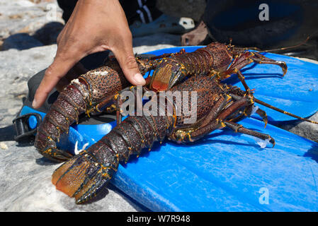 West Coast Rock Lobster (Jasus lalandii), der von freediverin, Kommetjie, Südafrika. Stockfoto