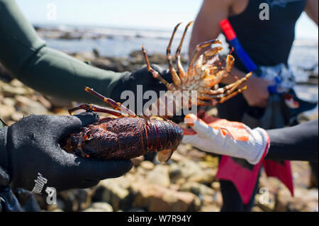 West Coast Rock Lobster (Jasus lalandii) zwischen freier Taucher am Ufer übergeben wird. Kommetjie, Südafrika. Stockfoto